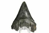 Fossil Megalodon Tooth - South Carolina #168938-1